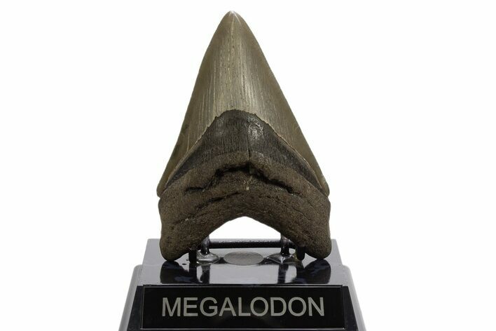 Fossil Megalodon Tooth - Georgia #329844